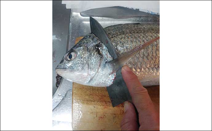 釣り人的「食品ロス削減」レシピ：キビレのアラを活用したシーチキン