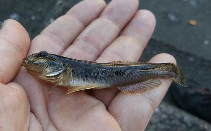 東京・月島川でのハゼ釣りで本命12匹 若干沖寄りでアタリ集中 | TSURINEWS