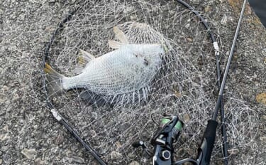 神奈川の堤防ウキダンゴ釣りで50cm「年無し」クロダイキャッチ