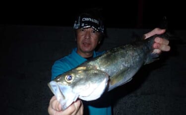 夜の堤防ウキ釣りで60cm弱フッコにヒラにカサゴをキャッチ