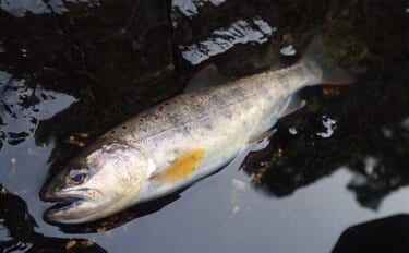 奈良・中原川で渓流ルアー釣りでアマゴ7匹　濁りで警戒心薄れて連発も