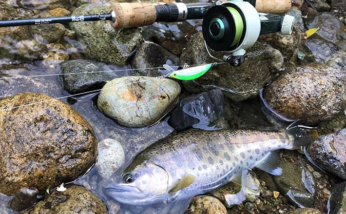 最高難易度の【秋の良型ヤマメ釣り攻略法】 派手ルアーただ引きでOK