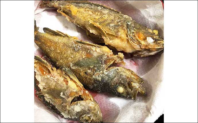 釣り人的『カサゴ』のすべらない料理5選　煮・焼・生で死角なし？