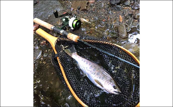北海道の源流ルアー釣りで31cm【尺ヤマメ】獲った　大型は足で釣る？