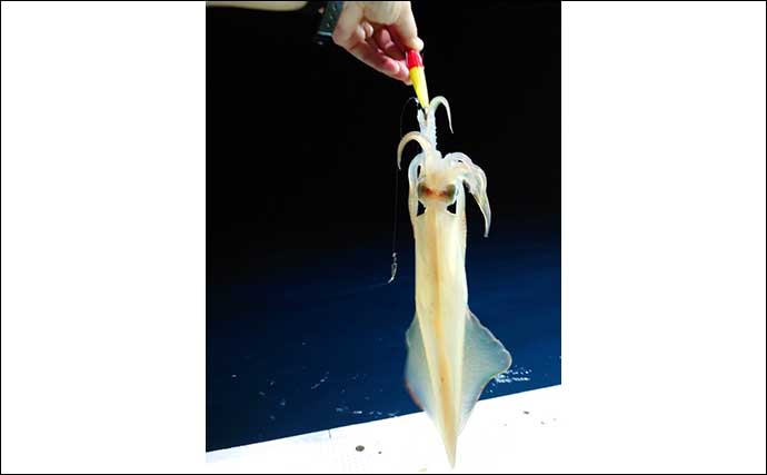 愛媛イカメタル釣行でケンサキイカ25杯　サメ対策にはハイギアリール
