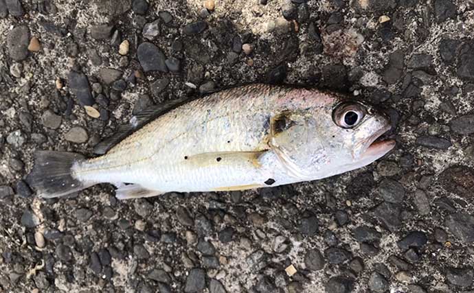 東京湾「ふれーゆ裏」のルアー釣りでカマスとイシモチ　ワームにヒット