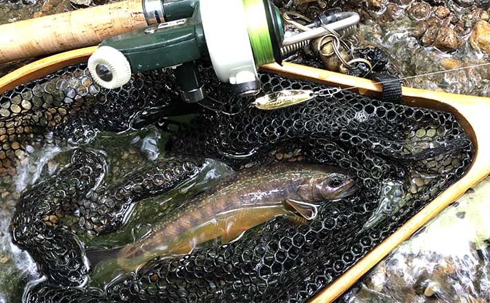 北海道で源流の妖精『オショロコマ』を釣る 22cm頭にまさかの連発