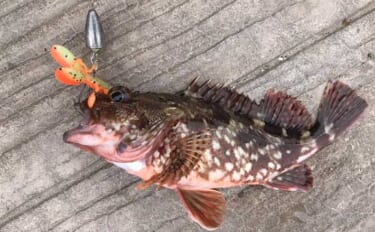 横須賀市海辺つり公園ルアー釣行で良型カサゴ3匹　青物とタチウオは不発