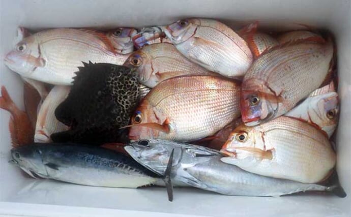 外房コマセハナダイ釣りで本命40匹　良型狙いは上めのタナが的中か？