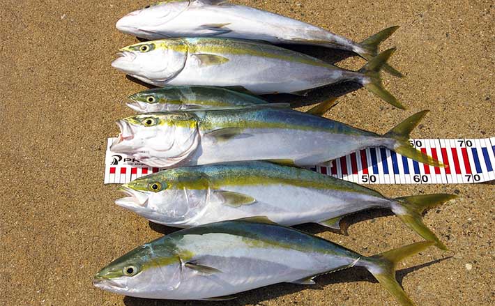 瀬戸内海の落とし込み釣りで60cm台メジロ連発 イワシの群れを狙い撃ち Tsurinews