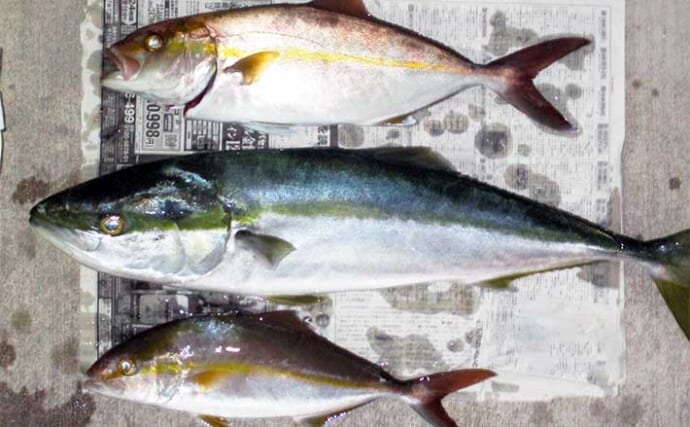 相模湾・東京湾のLTイナダ五目釣り入門　3つの釣り方を解説