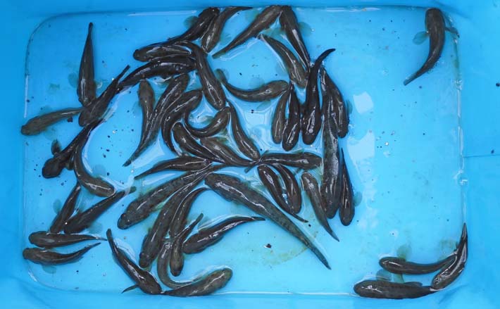 東京都の公園でのんびりハゼ釣り堪能 食い気があるのはダボハゼのみ? | TSURINEWS