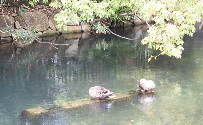 東京都の公園でのんびりハゼ釣り堪能　食い気があるのはダボハゼのみ？
