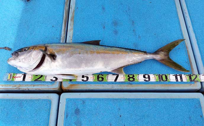 イカ泳がせ釣りで18kgクエに120cmヒラマサ　ビギナーズラック発揮？