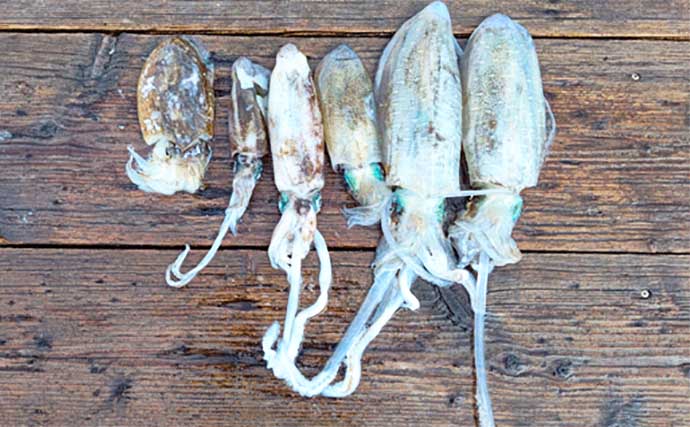 【三重】カカリ釣り最新釣果　良型クロダイにアオリイカが狙い目