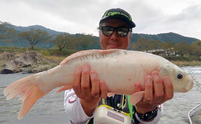 長良川のコイ釣りで75cm本命手中　サツマイモの角切りエサにヒット