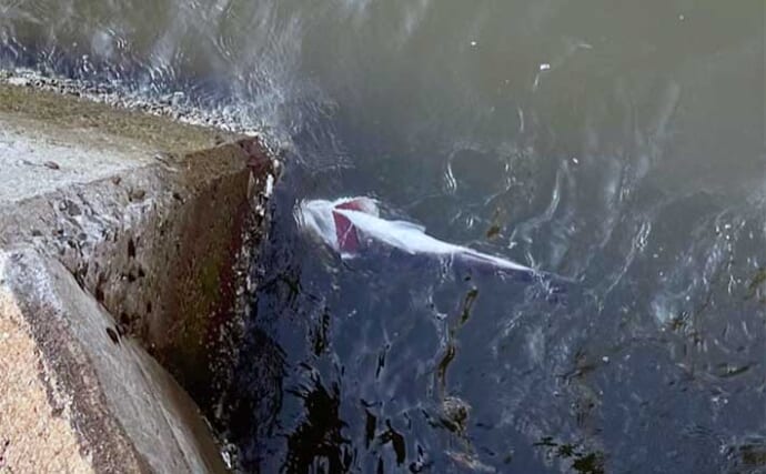 堤防際に浮いている魚の亡骸が意味すること　釣りは成立しづらい？