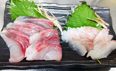 海上釣り堀の魚を美味しく食べるコツ3選　多すぎる脂に要注意？
