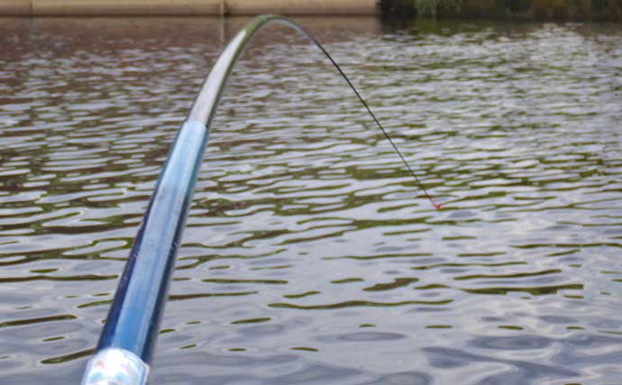 荒川温排水ポイントでの【淡水大物釣りで91cmハクレン】　のべ竿で手中