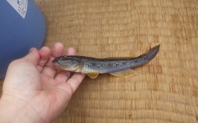 大型が魅力の涸沼ボートハゼ釣りで19cm頭に63尾　今期は小型が多め？