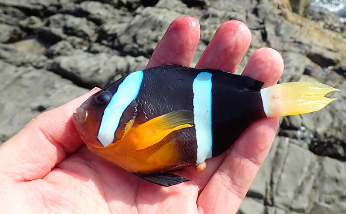 大人気観賞魚『クマノミ』を磯で釣る方法 初冬のフカセ釣りが好適