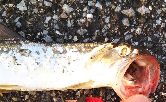 南方の魚『カライワシ』を東京湾で目撃　ルアーで狙って釣る方法は？