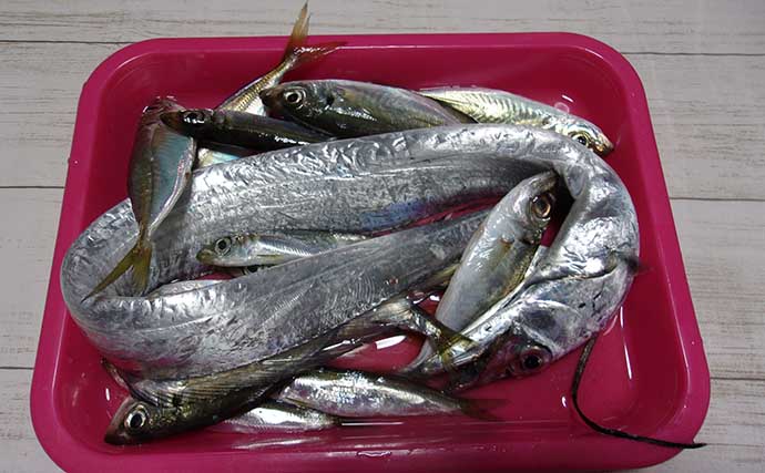 岸和田一文字での引き釣りでタチウオ1匹　前日までの高活性が一転苦戦