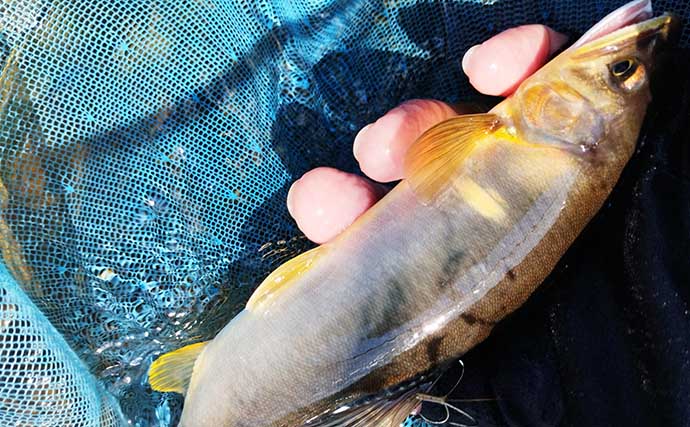 揖保川のアユトモ釣りで24cm頭に12匹　掛けバリ変更で良型を好捕