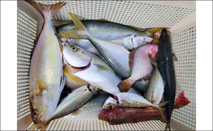 今週の『船釣り情報』特選釣果　秋の青物シーズン本番で釣果上向き