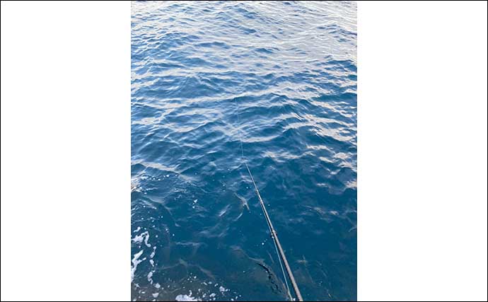 伊豆・稲取でのエギング釣行で秋アオリイカ2杯　潮動き出しでヒット