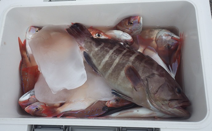 外房コマセハナダイ釣りで本命40匹　良型狙いは上めのタナが的中か？