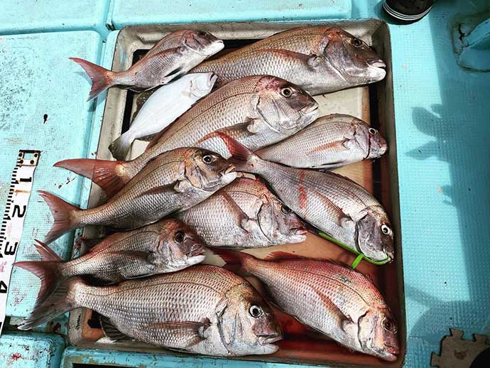 関門海峡のテンヤマダイ釣りで72cm頭に9匹　良型ばかり連発に満足