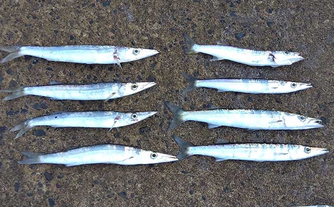 大阪・深日港でルアーカマス釣り　早朝の時合いで27cm頭に本命8匹