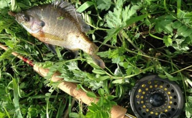 ブルーギルを「ドライフライ」で釣る魅力3選　具体的な釣り方も解説