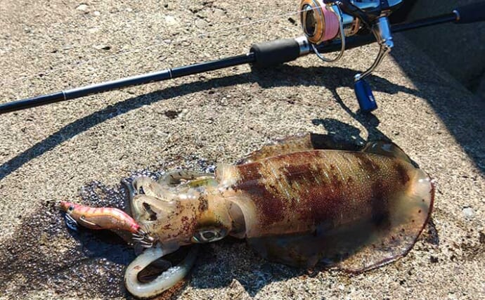 越前海岸のエギングでアオリイカ12匹　「足で稼ぐ」が数釣りの秘訣？