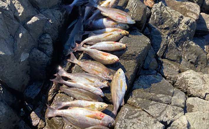 秋磯で一泊二日の瀬泊り釣行満喫 カゴ釣りでヒラマサとマダイを狙う | TSURINEWS