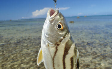 陸っぱりちょい投げ釣りのゲスト魚「コトヒキ」ってどんなサカナ？