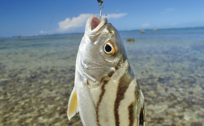 陸っぱりちょい投げ釣りのゲスト魚「コトヒキ」ってどんなサカナ？