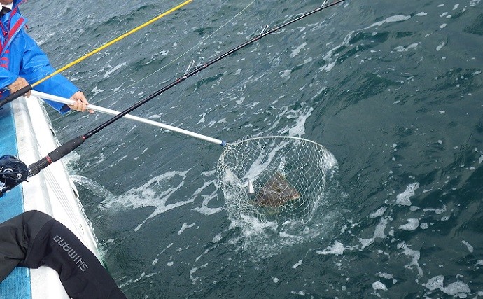 部分解禁直後の鹿島沖ヒラメ釣り好調　規定数（10匹）到達者が続々