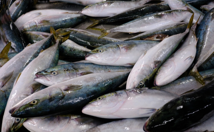 『珍魚』を狙う釣り大会が開催　温暖化で各地で増える「新顔」も珍魚？