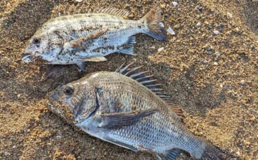 福井・波松海岸の渚釣りで43cmクロダイ　大型は無念のハリス切れ