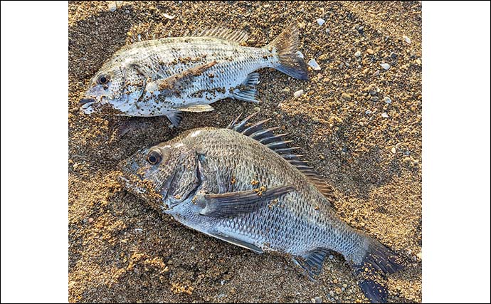 福井・波松海岸の渚釣りで43cmクロダイ　大型は無念のハリス切れ