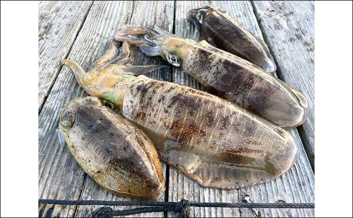 【三重】カカリ釣り最新釣果　高級魚シロアマダイがオキアミ餌にヒット