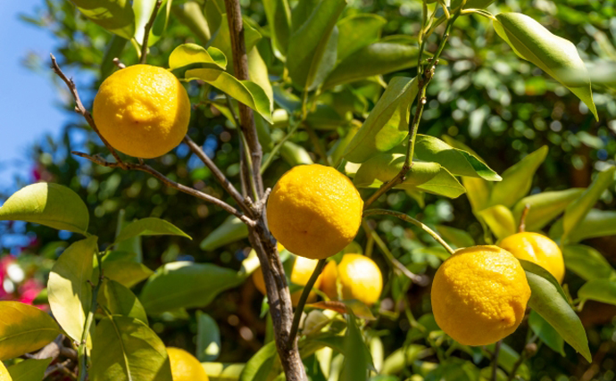 「かぼすで育ったフグ」の養殖に成功　実は他にもある柑橘で育つフグ