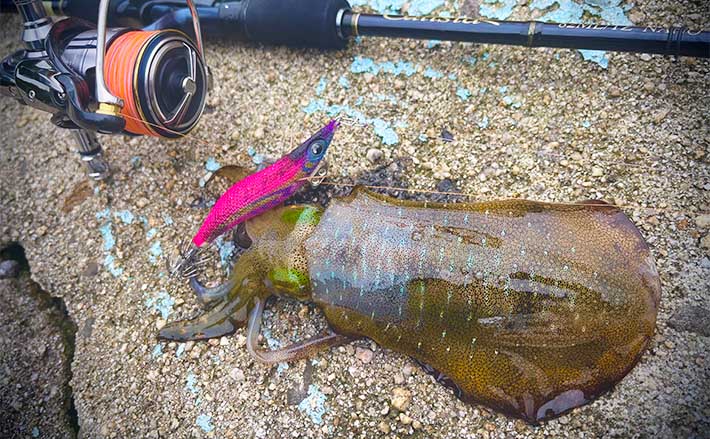 広島・周防大島の短時間エギング釣行で秋イカと対面 今後に期待大 | TSURINEWS
