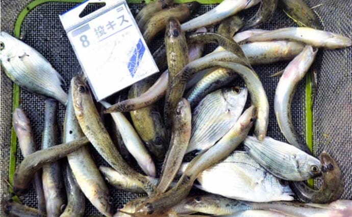 福岡・稲童漁港でのハゼ釣りで19cm頭に39尾手中　引き釣りが的中