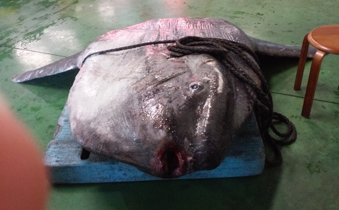 世界一大きなマンボウが見つかる　硬骨魚だけど骨はまるでナタデココ？