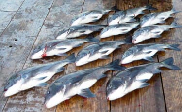 イカダでのカカリ釣りで45cm頭にクロダイ12匹　ダンゴ釣りで手中