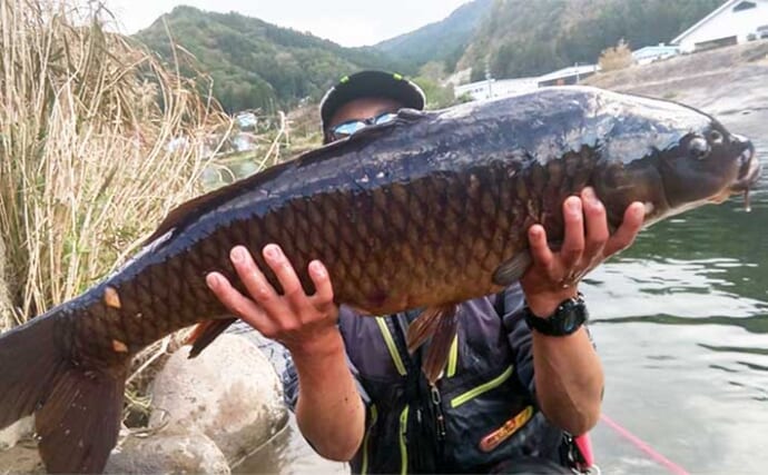 長良川でのコイ（鯉）釣りで93cm大ゴイ堂々浮上　ノベ竿で死闘制す