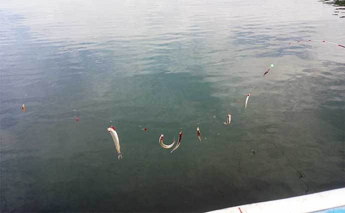 相模湖ボートワカサギ釣りで497尾　水温下がればさらに数釣り期待